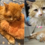 Motanul Toby a mers 20 de km pentru a-și revedea stăpânii care l-au abandonat. Ajuns la ușa lor, a fost cât pe ce să fie eutanasiat, însă a primit o nouă şansă