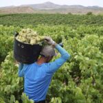 Cât câștigă un zilier în România. Ce bani fac oamenii de la țară, care muncesc cu ziua în sat