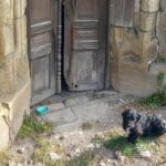 Iubirea nu ţine cont de moarte. Lecţie de fidelitate predată de un câine din Bistriţa-Năsăud, care îşi aşteaptă de trei ani stăpânul mort să se întoarcă