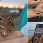 Exemplar extrem de rar de pasăre, pentru prima oară în România. A ajuns la noi în ţară din greşeală, în drumul ei spre Asia