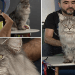 Un motan din România, rasa Maine Coon, desemnat cel mai frumos din lume. Elros este coafat înainte de fiecare competiţie