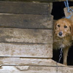 Amendă uriașă dacă locuiești la curte! Reguli de care trebuie să ții cont neapărat