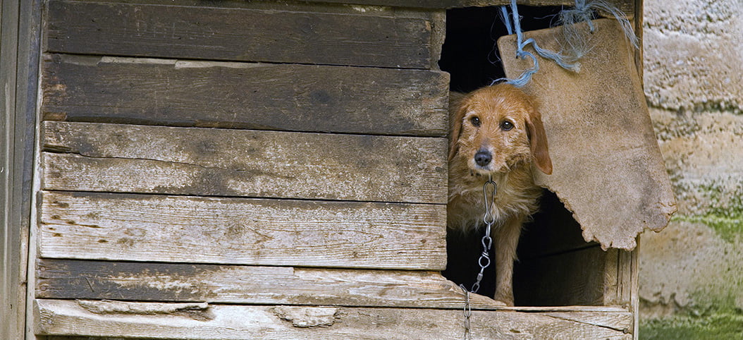 Chien - niche