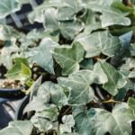 Beneficiile incredibile ale plantei care te scapă de umezeala din casă. Se îngrijește extrem de ușor!