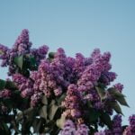 Cum și când trebuie să plantezi liliacul și bujorii pentru a avea o grădină de vis