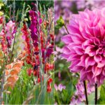 Când trebuie să plantezi gladiolele și daliile pentru a avea flori superbe la început de vară