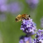 Echinocțiul de primăvară - momentul din an în care ziua și noaptea sunt egale. Semnificație și tradiții neștiute