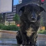 Negruțu’ necăjit care dârdâia în ploaie la Unirii, poveste cu final fericit. Un bucureștean l-a zărit, a dat de veste pe net și-a ajuns la stăpâna care-l căuta de o lună
