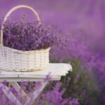 Plantele care alungă țânțarii. Ce trebuie să faci pentru ca insectele să stea departe de locuința ta