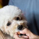 Deparazitarea animalelor de companie: vitală pentru întreaga familie
