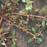 PLANTA miraculoasă pe care românii o văd drept o „buruiană”. Este o adevărată comoară pentru sănătate. Străinii plătesc bani grei să o cumpere