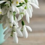 Babele. Cine sunt babele care dau vremea peste cap la început de martie