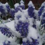 Avertisment ANM: Șanse de ninsoare în București în acest weekend, cu temperaturi sub 0°C