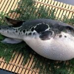 Cel mai mortal aliment. Oamenii îl consumă, chiar dacă pot muri din cauza acestuia!