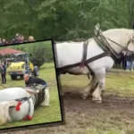 Cal de 20.000 euro, mort după un concurs în România. A câștigat marele premiu, apoi s-a prăbușit din picioare VIDEO