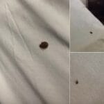 Aseară am găsit asta în patul nostru și eu și soția mea suntem în stare de șoc