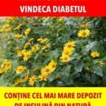Planta care poate vindeca diabetul. Conține cel mai mare depozit de insulină din natură
