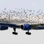 Viral pe Internet: Povestea Emoționantă a Păsărilor care Escortau un Avion British Airways