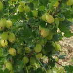 Agrișa Indiană: Fructul Miraculos cu Proprietăți de Reîntinerire și Putere Antioxidantă