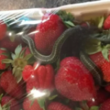 Un coș plin cu căpșuni, o delicatesă așteptată cu nerăbdare – însă în interior se ascundea o descoperire înfricoșătoare