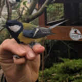 Impactul Păsărilor cu Fereastra: Interpretări și Superstiții în Tradiția Românească