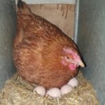 Avertisment oficial: De ce nu este sigur să consumi ouă de la găinile crescute în gospodărie