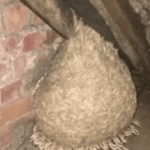 Un bărbat a trăit un moment de groază după ce a observat în podul casei sale o formațiune ciudată, pe care inițial a crezut că este un cuib uriaș de viespi