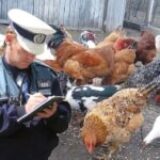 Câte păsări poţi creşte într-o curte. La ce distanţă de vecini trebuie ţinute, se dau amenzi mari!