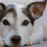 Lovitură pentru proprietarii de animale! Se introduce taxa pe câine, iar unii români trebuie să plătească chiar dacă nu au unul