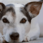 Lovitură pentru proprietarii de animale! Se introduce taxa pe câine, iar unii români trebuie să plătească chiar dacă nu au unul