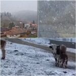 Iarna s-a întors în România chiar înainte de 1 Mai. Zonele în care a nins și temperaturile au coborât până la -9 grade