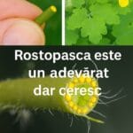 Rostopasca, planta folosită din vechime pentru probleme digestive și ale pielii. Cum se administrează corect și ce riscuri are
