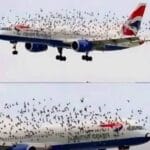 Adevărul despre fotografia virală cu sute de păsări în jurul unui avion British Airways
