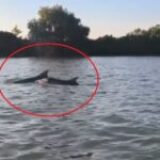 Imagini rare în Delta Dunării! Au intrat în apele fluviului în căutarea hranei