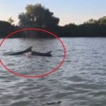 Imagini rare în Delta Dunării! Au intrat în apele fluviului în căutarea hranei