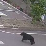 Un urs a ucis un bărbat de 55 de ani în Brașov. Soția lui a reușit să se salveze în ultimul moment