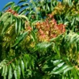 Arborele pe care să nu-l plantezi lângă casă. Pare ideal pentru curte, dar se răspândește agresiv și este greu de eliminat