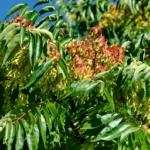 Arborele pe care să nu-l plantezi lângă casă. Pare ideal pentru curte, dar se răspândește agresiv și este greu de eliminat